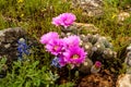 Cactus Flower and the Bluebonnet