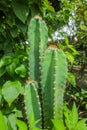 Cactus flower on Bougainvillea leaf background