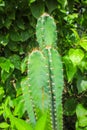 Cactus flower on Bougainvillea leaf background