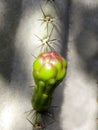 Cactus flower bud Royalty Free Stock Photo