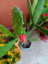 Cactus flower bud pink pink lovely