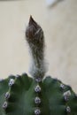 Cactus flower bud with white hairs Royalty Free Stock Photo