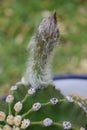 Cactus flower bud with white hairs Royalty Free Stock Photo