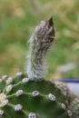 Cactus flower bud with white hairs Royalty Free Stock Photo