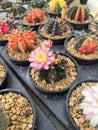 Cactus flower picture