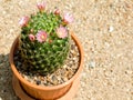 Cactus and flower cactus