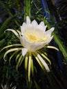 Cactus flower called night lady Royalty Free Stock Photo