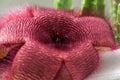 Cactus flower close burgundy Stapelia