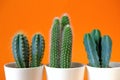 Cactus flower close-up set in white pot on bright orange background.Indoor flowers in pots Royalty Free Stock Photo