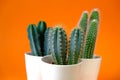 Cactus flower close-up set in white pot on orange background.Indoor flowers in pots Royalty Free Stock Photo