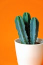 Cactus flower close-up in white pot on bright orange background.Indoor flowers in pots Royalty Free Stock Photo