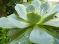 Cactus flower Royalty Free Stock Photo