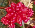 Cactus flower closeup Royalty Free Stock Photo