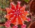 cactus flower closeup Royalty Free Stock Photo