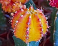 Cactus flower closeup Royalty Free Stock Photo