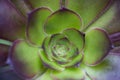 Cactus flower closeup Royalty Free Stock Photo