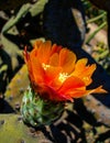 Cactus flower