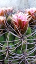 Cactus with flower crown, beautiful flowers in pink tone, vertical photo