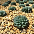 Cactus ,Flower Dome