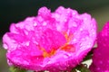 Cactus Flower Drenched in Water Royalty Free Stock Photo