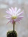 Cactus flower echinopsis Royalty Free Stock Photo