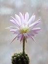 Cactus flower echinopsis