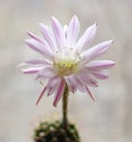 Cactus flower echinopsis Royalty Free Stock Photo