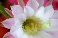 Cactus Flower (Echinopsis eyriesii) Royalty Free Stock Photo