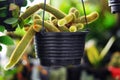 Cactus Flower is always a favorite ornamental plant