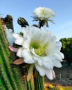 Cactus flower