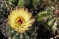 Beautiful blooming wild desert cactus flower Royalty Free Stock Photo