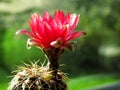 Cactus flower, glorious pink