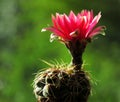 Cactus flower, glorious pink