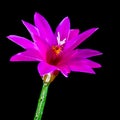 Cactus Flower Glow Royalty Free Stock Photo