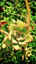 Cactus flower in green garden