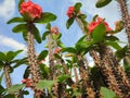 The cactus flower group is red in daylight. Pulled from a low enggel Royalty Free Stock Photo