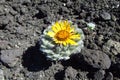 Cactus with flower grow on stones