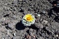 Cactus with flower grow on stones