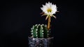 Cactus flower isolated on black background