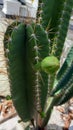 Cactus flower kaktus duri hijau tanaman tunas wallpaper