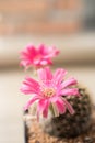 Cactus flower, Lobivia