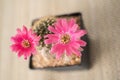 Cactus flower,Lobivia