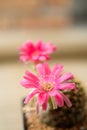 Cactus flower,Lobivia