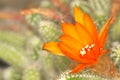 Cactus Flower Macro with Vivid Texture Royalty Free Stock Photo