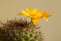 Cactus flower : Mammillaria beneckei