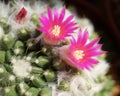 Cactus flower : Mammillaria bucareliensis