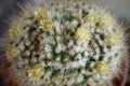 Cactus flower : Mammillaria karwinskiana