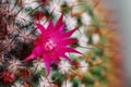 Cactus flower : Mammillaria rhodantha