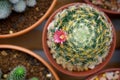 Cactus flower : Mammillaria schiedeana