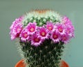 Cactus flower